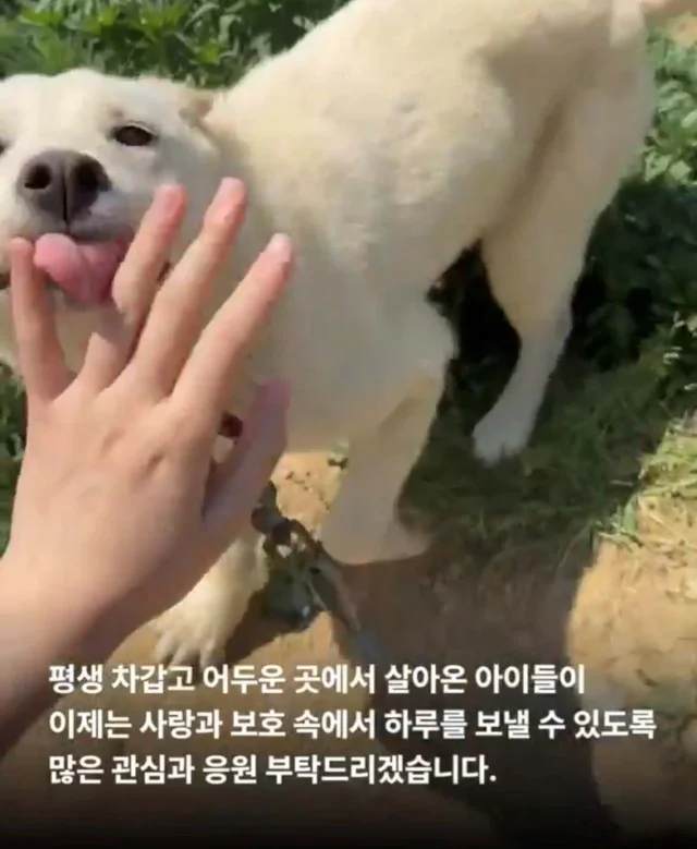 순천불법도살장2 현장 사진