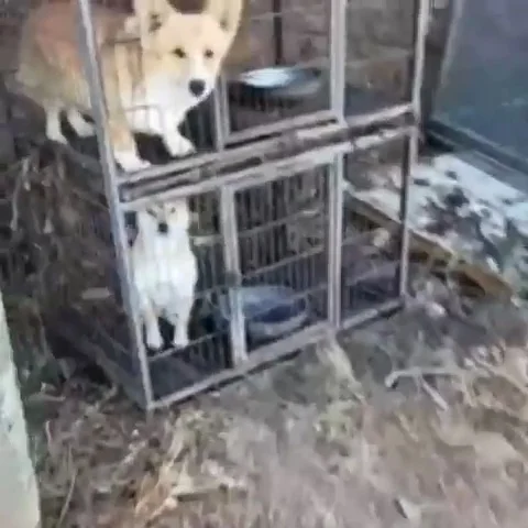 춘천불법번식장_1 현장 사진