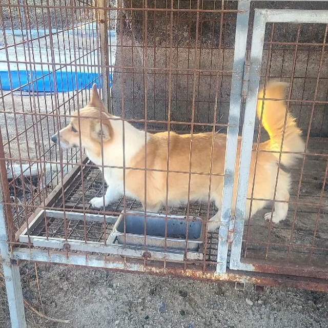 춘천불법번식장_1 현장 사진