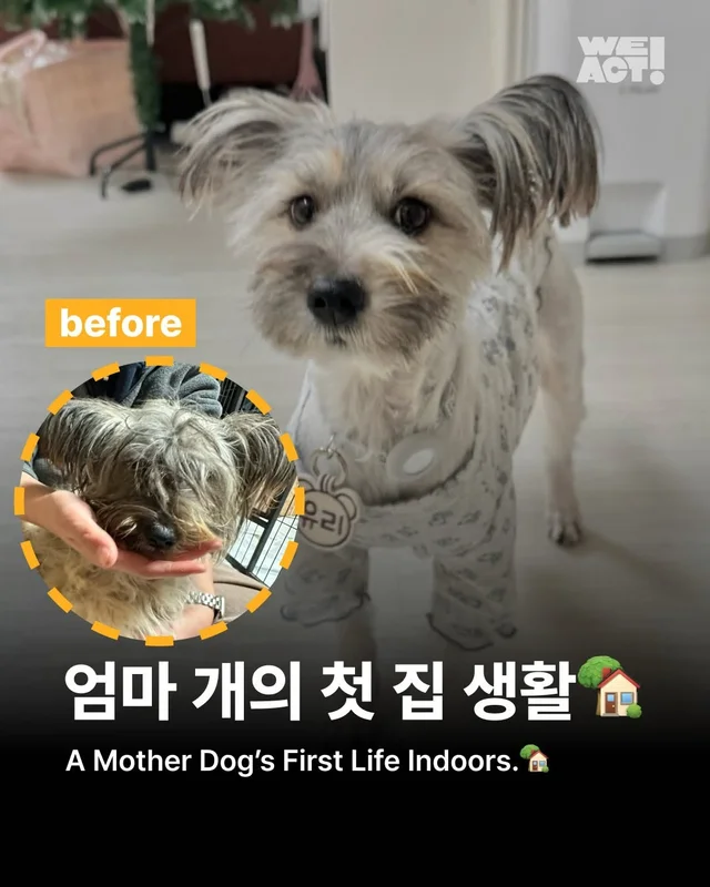 엄마 개의 첫 집생활 #위액트유리 현장 사진