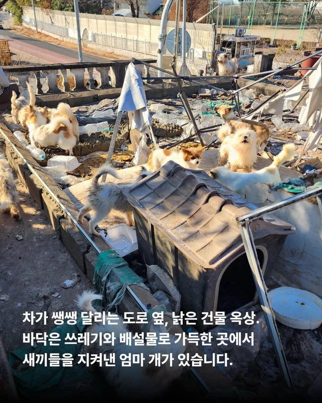 엄마 개의 첫 집생활 #위액트유리 현장 사진