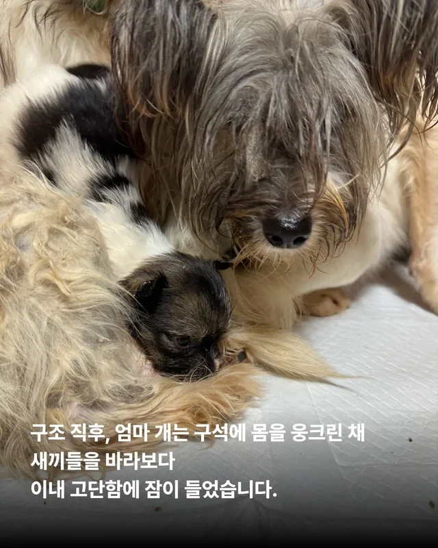 엄마 개의 첫 집생활 #위액트유리 현장 사진