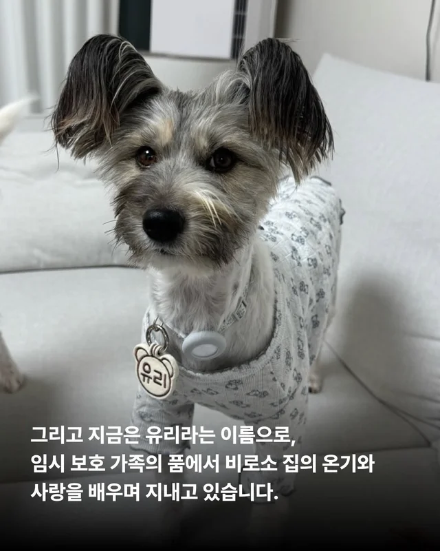 엄마 개의 첫 집생활 #위액트유리 현장 사진