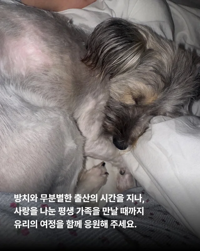 엄마 개의 첫 집생활 #위액트유리 현장 사진