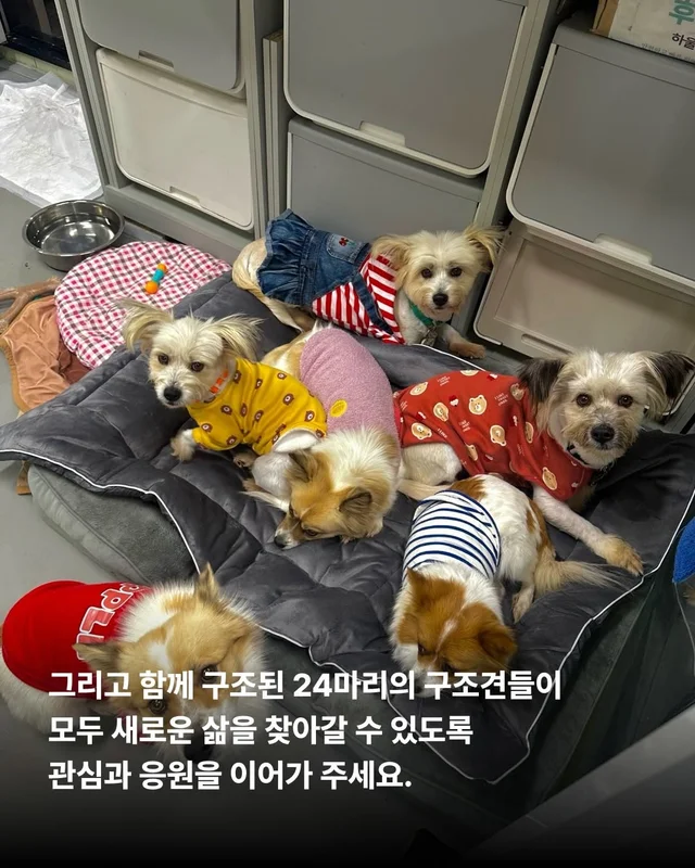 엄마 개의 첫 집생활 #위액트유리 현장 사진