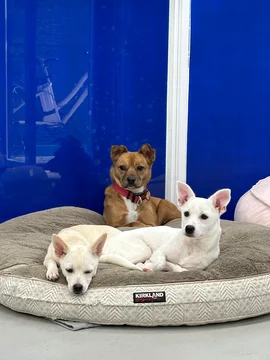 사람만 보면 덜덜 떨던 개의 기적 같은 변화 현장 사진