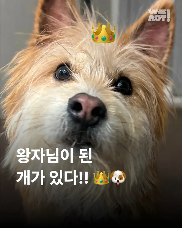 왕자님이 된 개가 있다!! #위액트보들 현장 사진