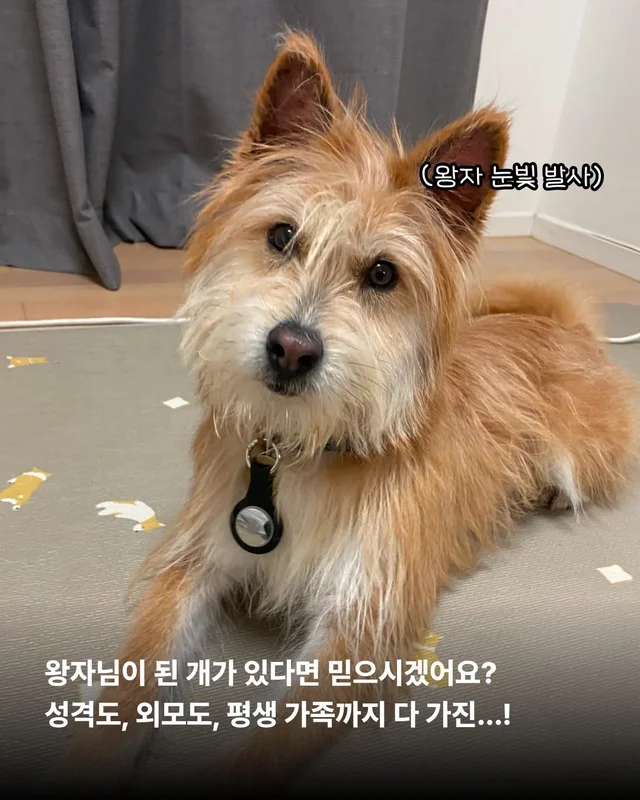 왕자님이 된 개가 있다!! #위액트보들 현장 사진