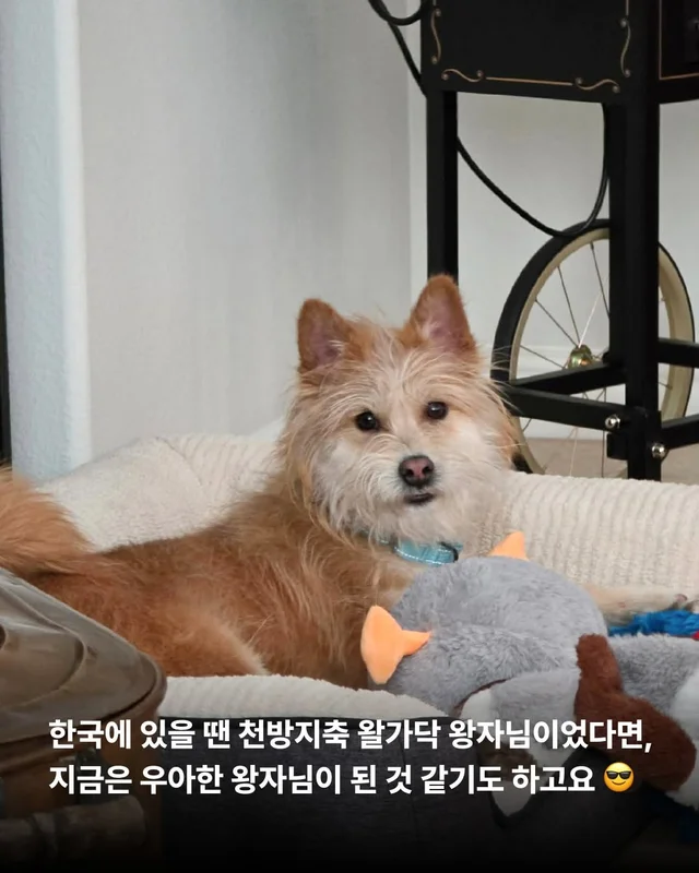 왕자님이 된 개가 있다!! #위액트보들 현장 사진