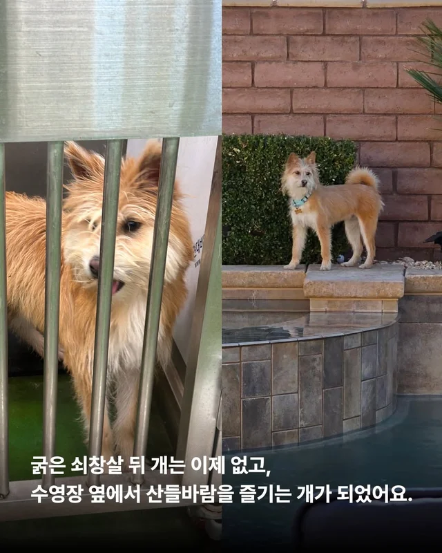 왕자님이 된 개가 있다!! #위액트보들 현장 사진