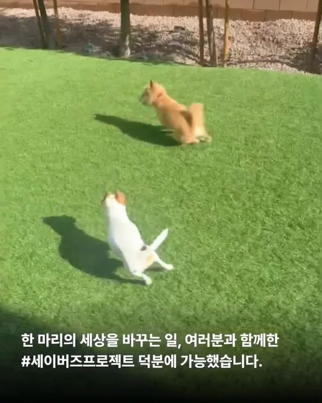 왕자님이 된 개가 있다!! #위액트보들 현장 사진