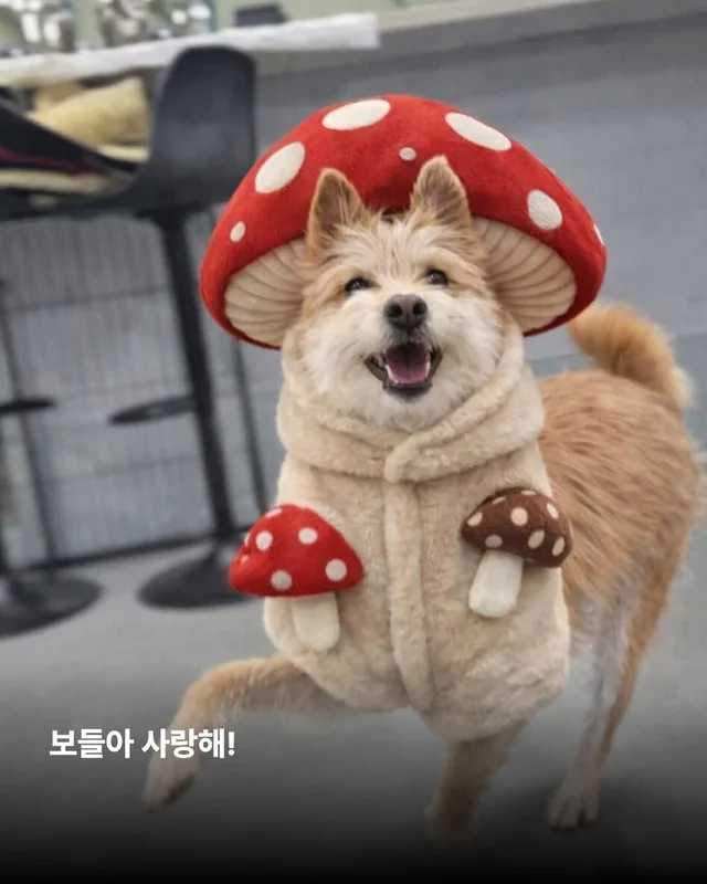 왕자님이 된 개가 있다!! #위액트보들 현장 사진