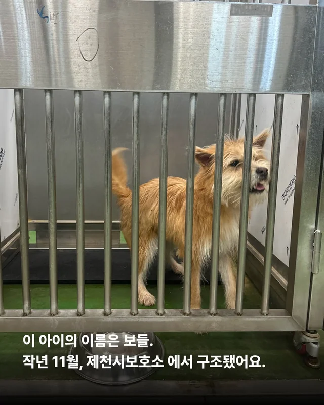 왕자님이 된 개가 있다!! #위액트보들 현장 사진