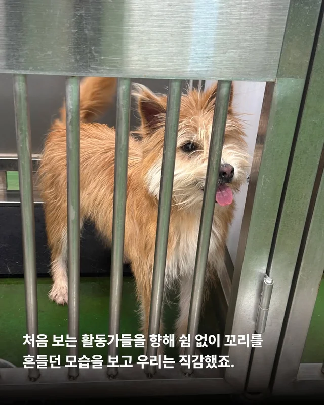 왕자님이 된 개가 있다!! #위액트보들 현장 사진