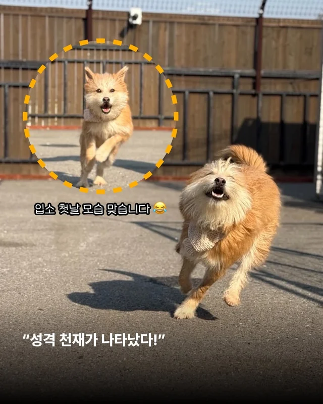 왕자님이 된 개가 있다!! #위액트보들 현장 사진