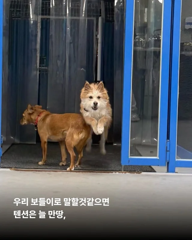 왕자님이 된 개가 있다!! #위액트보들 현장 사진