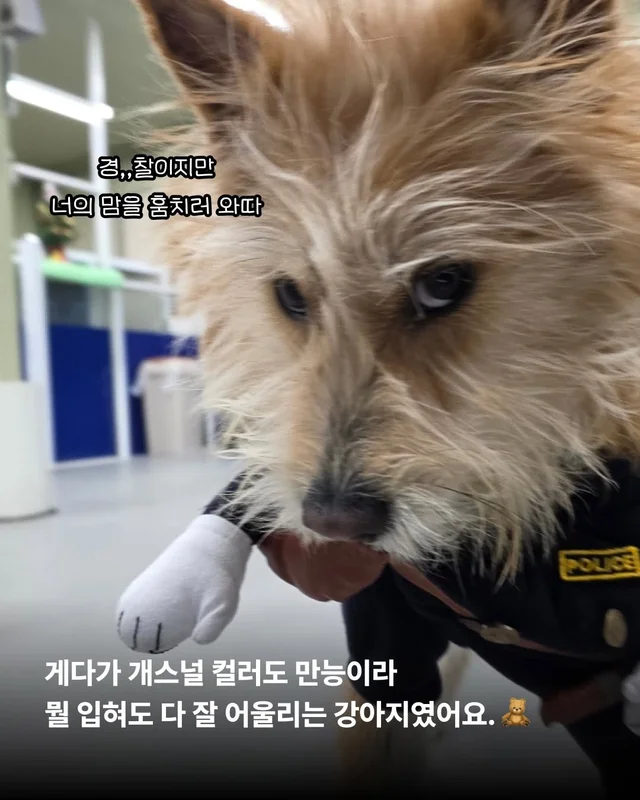 왕자님이 된 개가 있다!! #위액트보들 현장 사진