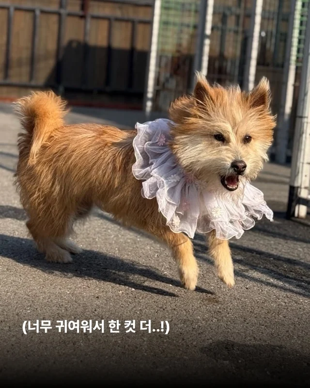 왕자님이 된 개가 있다!! #위액트보들 현장 사진