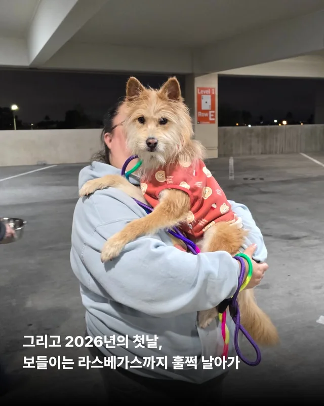 왕자님이 된 개가 있다!! #위액트보들 현장 사진