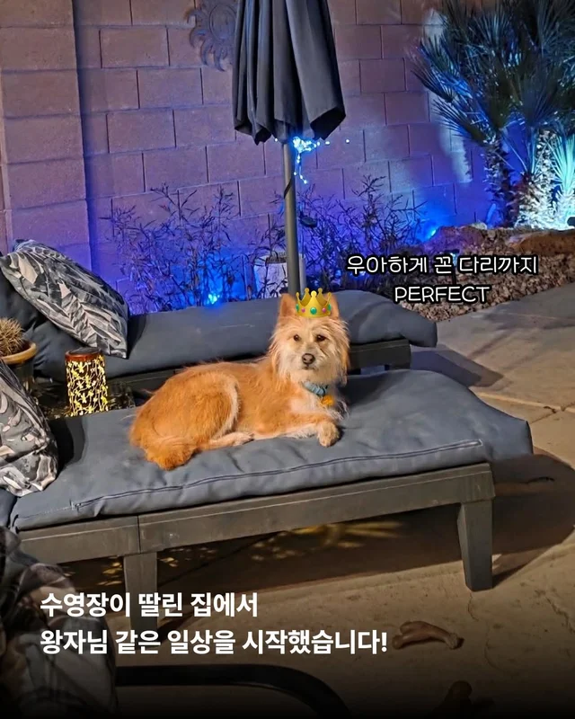 왕자님이 된 개가 있다!! #위액트보들 현장 사진