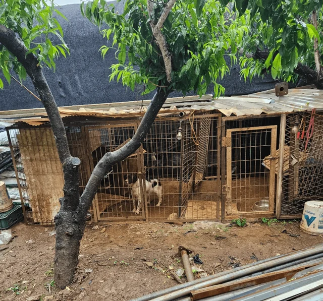 번식지옥마을_2 현장 사진