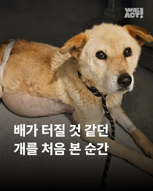 배가 터질 것 같은 개를 처음 본 순간 - 위액트 영지 현장 사진