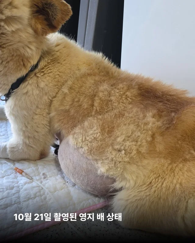 배가 터질 것 같은 개를 처음 본 순간 - 위액트 영지 현장 사진