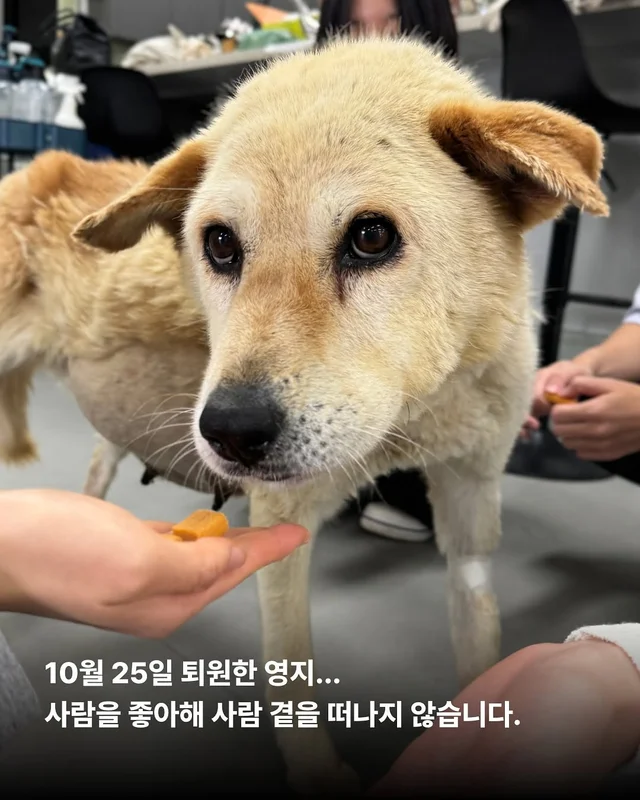 배가 터질 것 같은 개를 처음 본 순간 - 위액트 영지 현장 사진