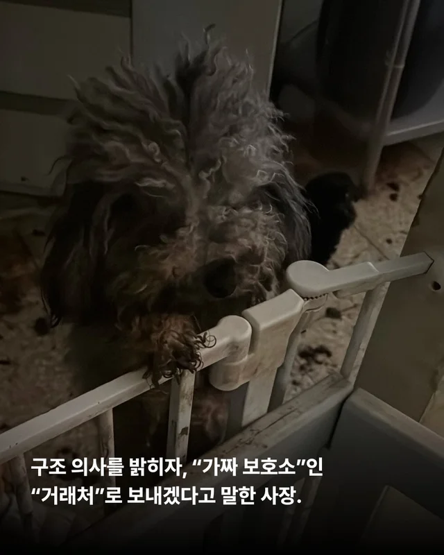 평택 펫숍방치견 현장 사진