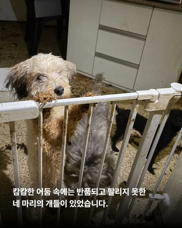 평택 펫숍방치견 현장 사진