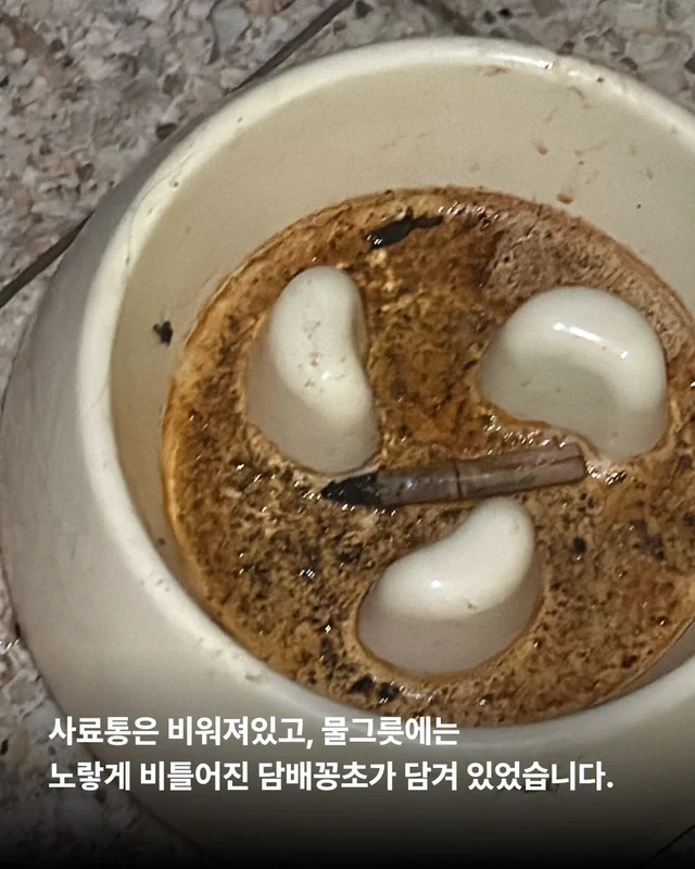 평택 펫숍방치견 현장 사진
