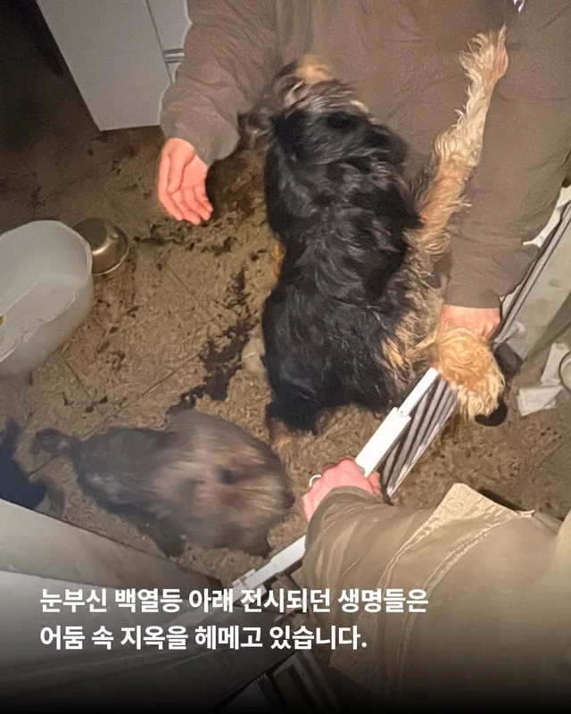평택 펫숍방치견 현장 사진