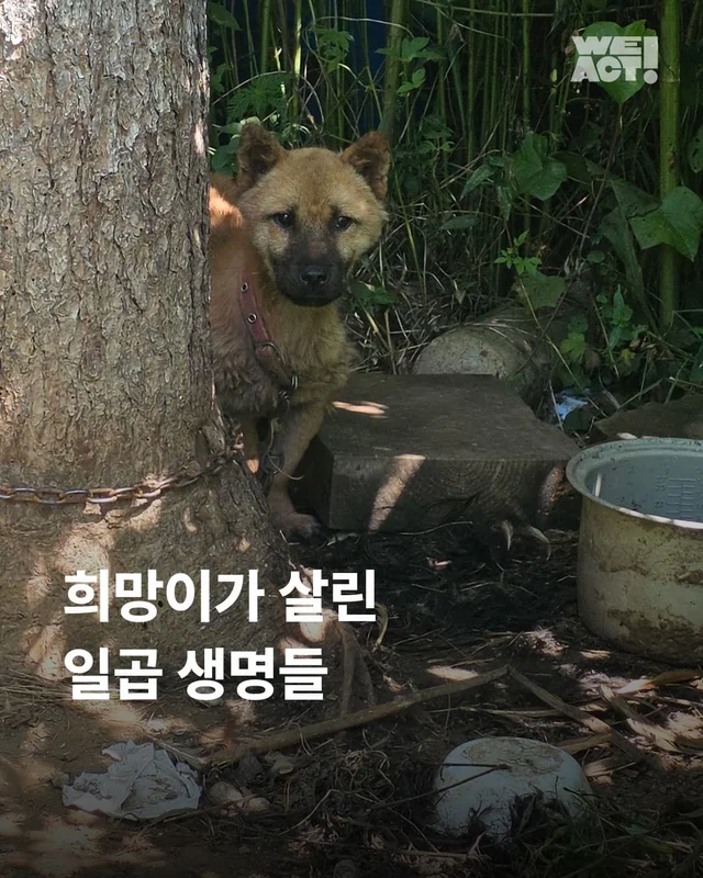 희망이가 살린 일곱 생명들 현장 사진