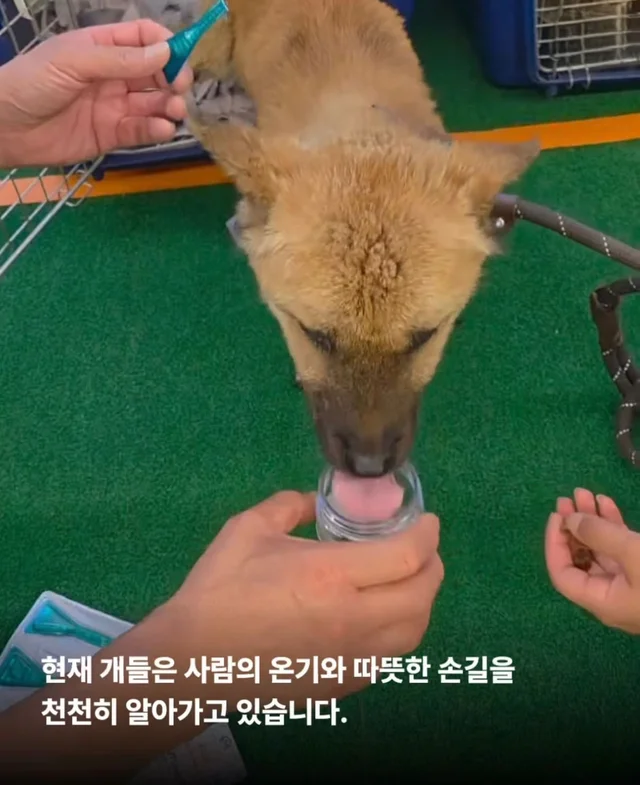 희망이가 살린 일곱 생명들 현장 사진