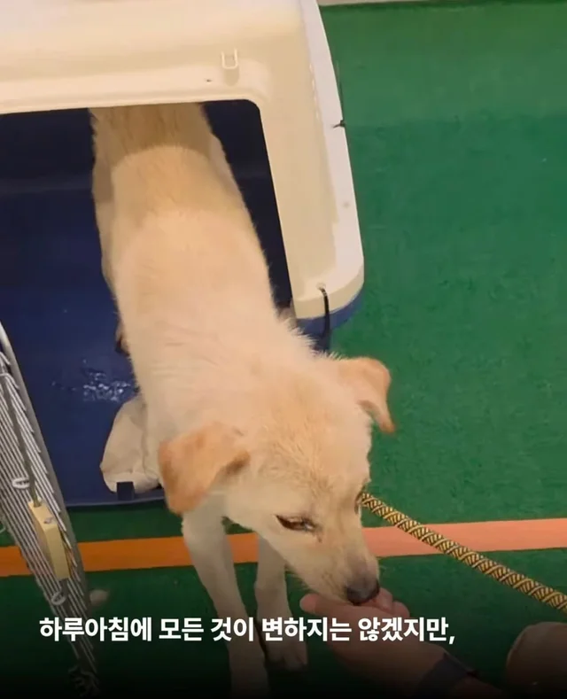 희망이가 살린 일곱 생명들 현장 사진