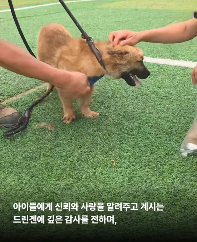 희망이가 살린 일곱 생명들 현장 사진
