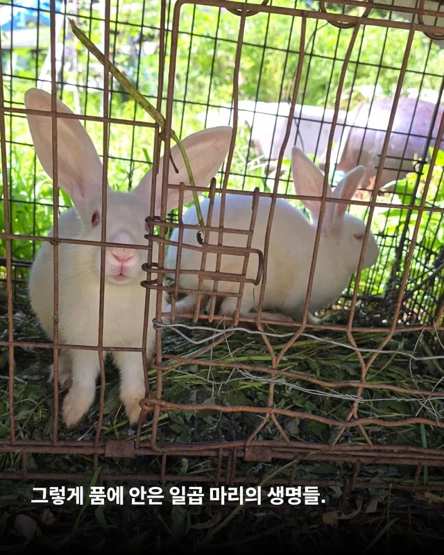 희망이가 살린 일곱 생명들 현장 사진