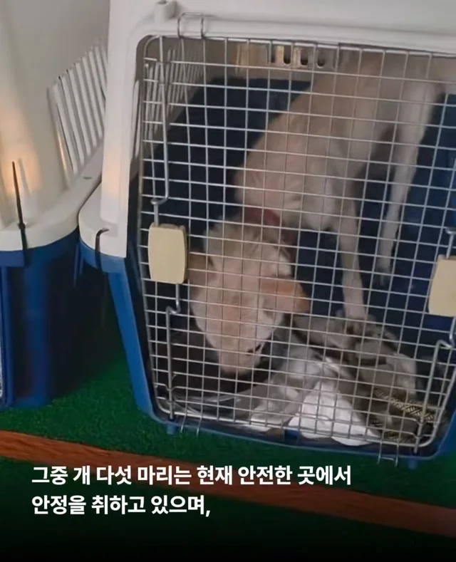 희망이가 살린 일곱 생명들 현장 사진