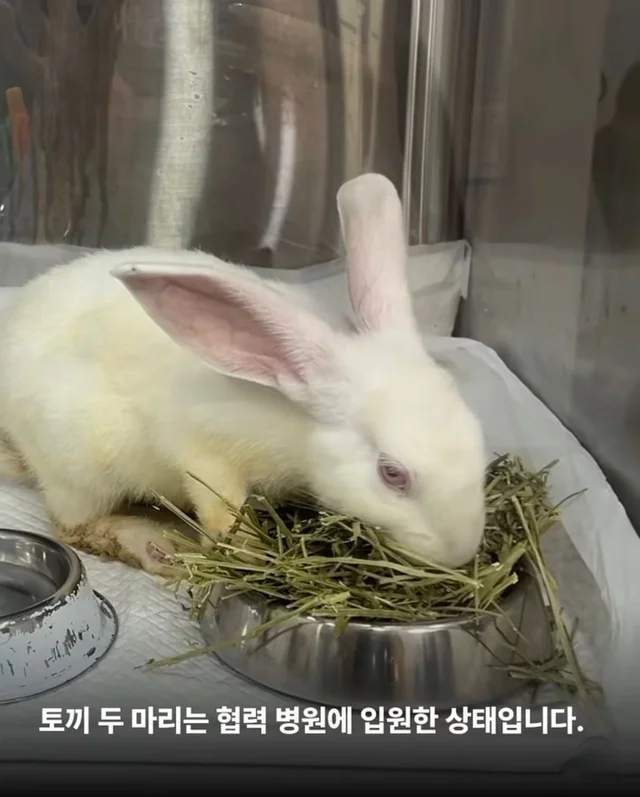 희망이가 살린 일곱 생명들 현장 사진