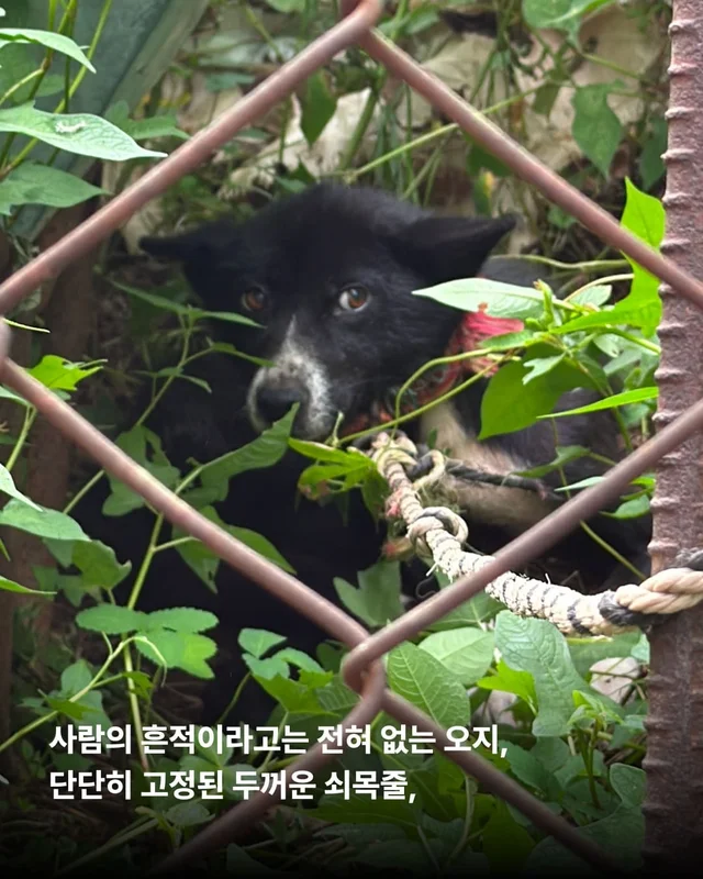 희망이가 살린 일곱 생명들 현장 사진