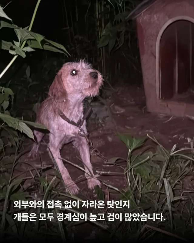 희망이가 살린 일곱 생명들 현장 사진
