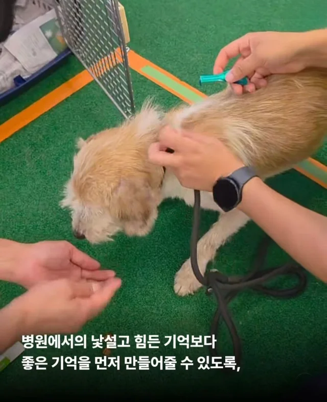희망이가 살린 일곱 생명들 현장 사진