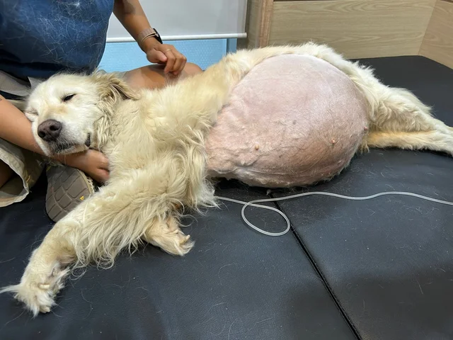 공장 지킴이 리트리버 현장 사진
