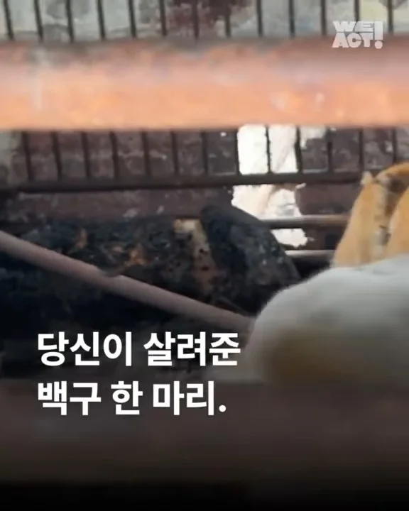 당신이 살려준 백구 한 마리 - 위액트차차 현장 사진