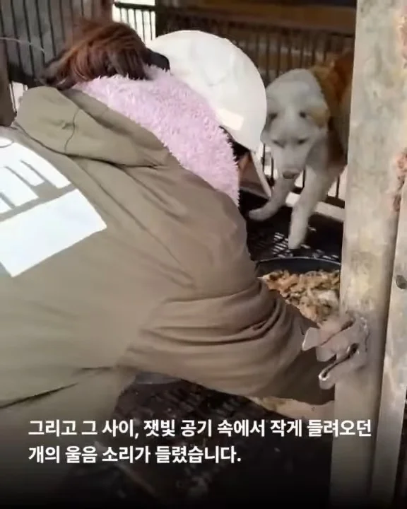 당신이 살려준 백구 한 마리 - 위액트차차 현장 사진