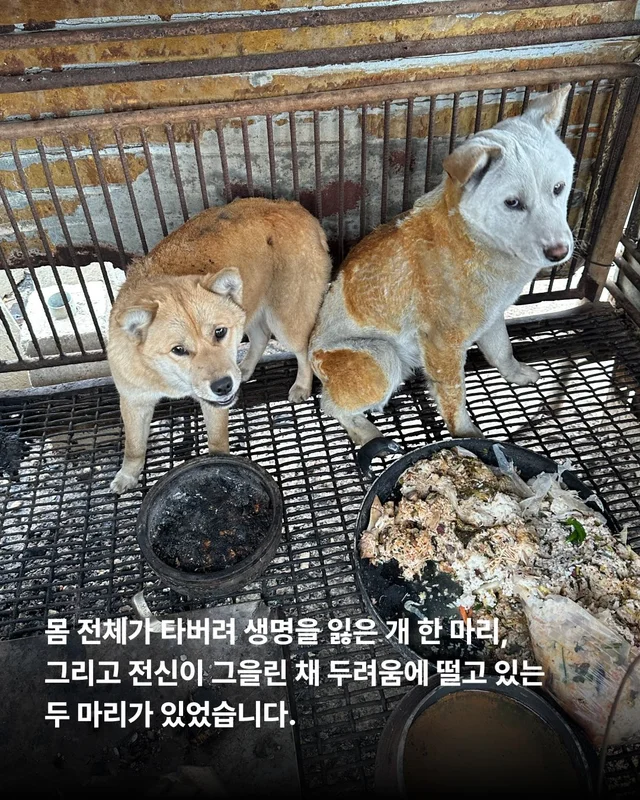 당신이 살려준 백구 한 마리 - 위액트차차 현장 사진