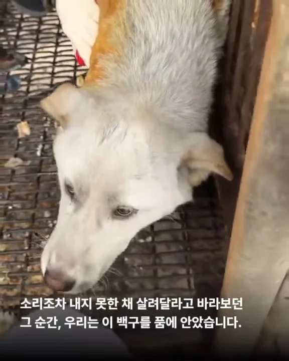 당신이 살려준 백구 한 마리 - 위액트차차 현장 사진