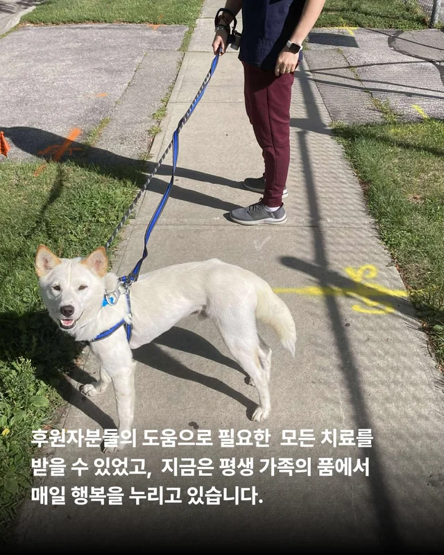 당신이 살려준 백구 한 마리 - 위액트차차 현장 사진