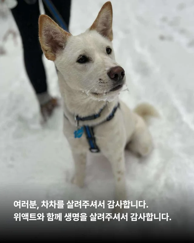당신이 살려준 백구 한 마리 - 위액트차차 현장 사진