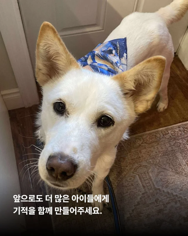 당신이 살려준 백구 한 마리 - 위액트차차 현장 사진